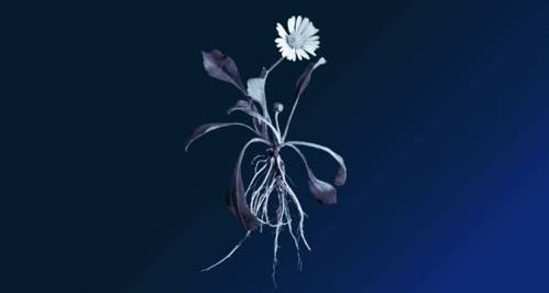 مقاله مدیریت با موضوع فرهنگ در محیط دورکاری